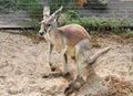 Gray adult kangaroo reasting at zoo Royalty Free Stock Photo