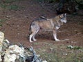 Gray adult wolf in the forest. Side view. Wildlife and environment