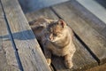 Gray adult mongrel cat lies on the stretching the front paws