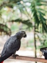 Gray adult parrot Jaco on the railing on the background of the jungle