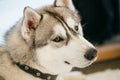 Gray Adult Siberian Husky Dog (Sibirsky husky)