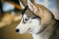 Gray Adult Siberian Husky Dog (Sibirsky Husky)