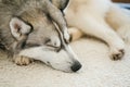 Gray Adult Siberian Husky Dog (Sibirsky husky) Royalty Free Stock Photo