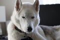 Gray Adult Siberian Husky Dog Sibirsky husky sleeping in his bed