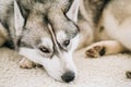 Gray Adult Siberian Husky Dog