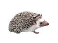 African pygmy hedgehog isolated on white background Royalty Free Stock Photo