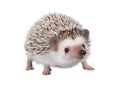 African pygmy hedgehog isolated on white background Royalty Free Stock Photo