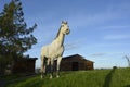 Gray American Quarter Horse eating lush green grass with blue sky and barn