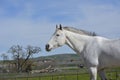 Gray American Quarter Horse with tree and barn