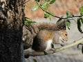 Gray american squirrel, closeup