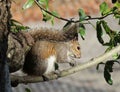 Gray american squirrel on tree, closeup