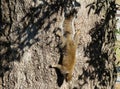 Gray american squirrel on tree in Florida nature