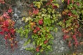 Gray ancient concrete wall covered with green, and red grapes, ivy leaves. Natural background. Copy space Royalty Free Stock Photo