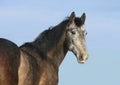 Gray Andalusian horse against blue winter sky Royalty Free Stock Photo