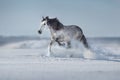 White horse run fast in snow Royalty Free Stock Photo