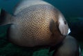 Gray Angelfish Royalty Free Stock Photo