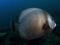 Gray Angelfish Royalty Free Stock Photo