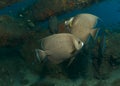 Gray Angelfish