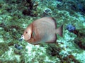 Gray Angelfish on a Caribbean Coral Reef Royalty Free Stock Photo