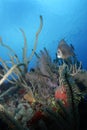 Gray Angelfish with Coral Royalty Free Stock Photo