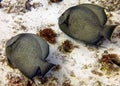 Gray Angelfish Pomacanthus arcuatus in Cozumel Royalty Free Stock Photo