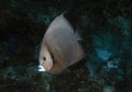 A Gray Angelfish (Pomacanthus arcuatus) in Cozumel Royalty Free Stock Photo