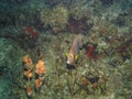 Gray Angelfish Pomacanthus arcuatus in Cozumel Royalty Free Stock Photo