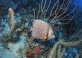 Gray Angelfish- Roatan, Honduras Royalty Free Stock Photo