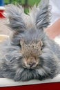 Gray angora bunny Royalty Free Stock Photo