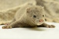 Gray animal mink Royalty Free Stock Photo