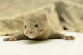 Gray animal mink Royalty Free Stock Photo
