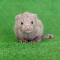 Gray animal mink Royalty Free Stock Photo