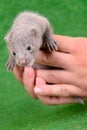 Gray animal mink Royalty Free Stock Photo