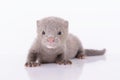Gray animal mink Royalty Free Stock Photo