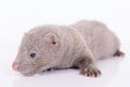 Gray animal mink Royalty Free Stock Photo