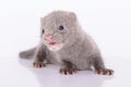 Gray animal mink Royalty Free Stock Photo