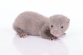 Gray animal mink Royalty Free Stock Photo