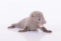 Gray animal mink Royalty Free Stock Photo