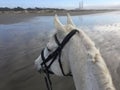 Gray horse on beach with view of smoke stacks in Morro Bay, California at low tide with seagulls 2019