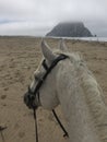 Gray horse on beach with foggy view of Morro Rock in Morro Bay, California