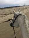 Gray horse on beach with foggy view of diablo canyon power plant in Morro Bay, California