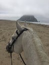 Gray horse on beach with foggy view of Morro Rock in Morro Bay, California