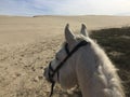 White horse alone in the sand dunes oceano, california