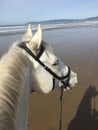 White horse and shadow at Pismo Beach, california