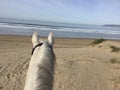 White horse at Pismo Beach, california