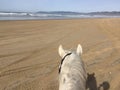 White horse at Pismo Beach, california