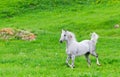 Gray Arab horse