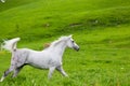 Gray Arab horse