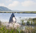 Gray Arab horse