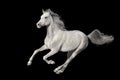 Grey arabian horse galloping isolated